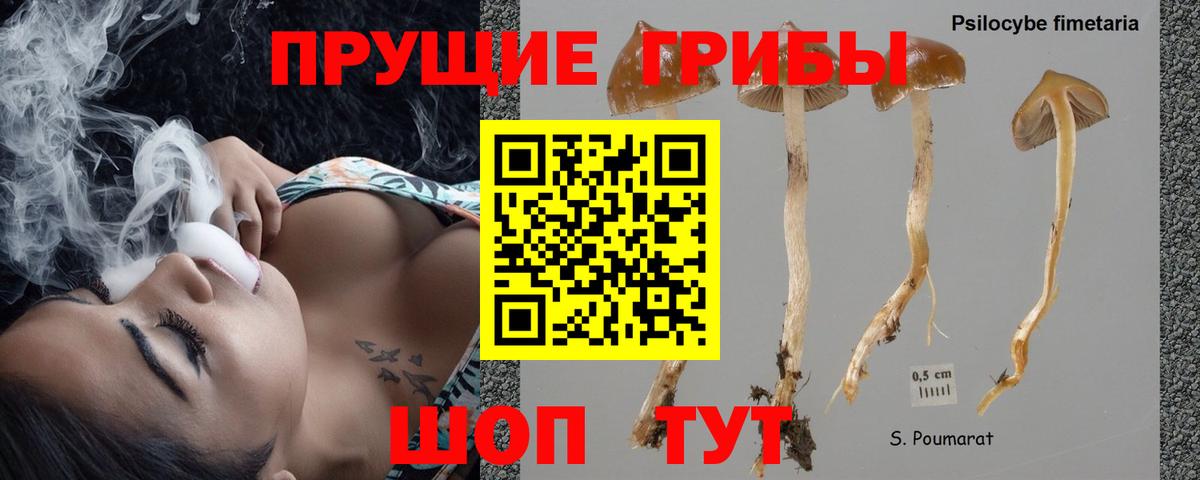 Галлюциногенные грибы Psilocybe Магнитогорск